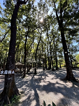 水森林A