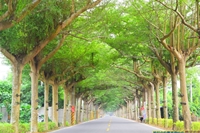 泗林綠色隧道